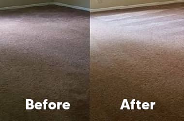 Carpet Mould Removal Service